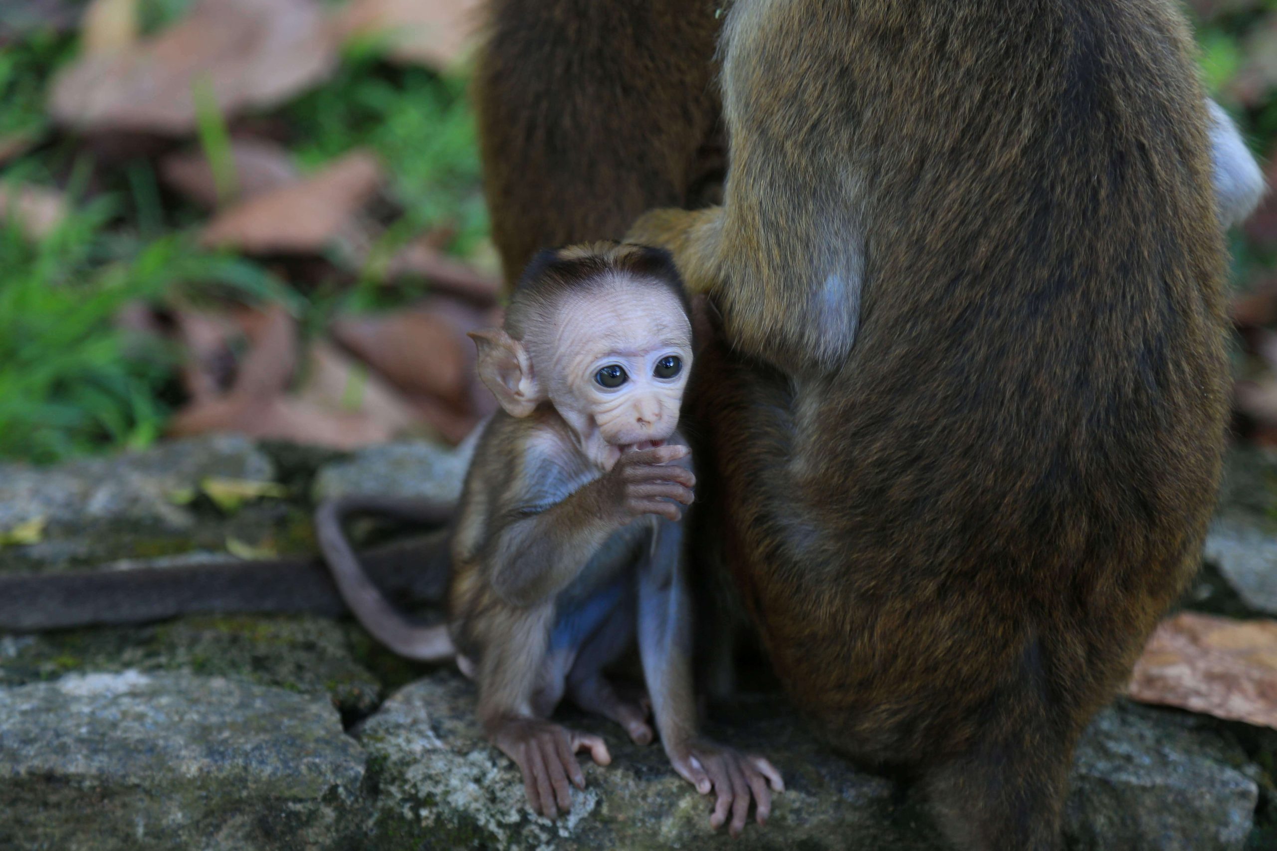 little monkey with mom